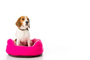 adorable beagle dog sitting on pink mattress isolated on white