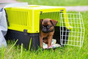 Brown cute Brussels Griffon puppy sitting in a plastic dog carrier outdoors.