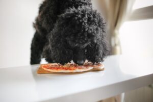 dog eating pizza on the table, unhealthy food, black poodle begging, begging for food from the table