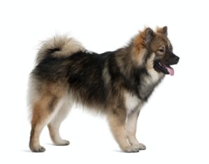 Eurasier dog, 1 Year Old, standing in front of white background