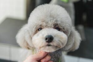 Haircut of a little poodle.