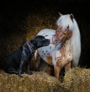 Staffordshire Bull Terrier dog and appaloosa American miniature horse.