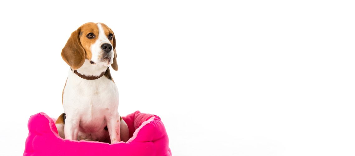 adorable beagle dog sitting on pink mattress isolated on white