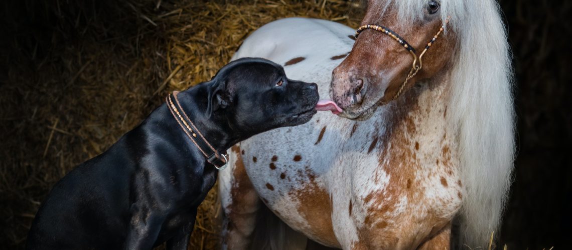 Staffordshire Bull Terrier dog and appaloosa American miniature horse.
